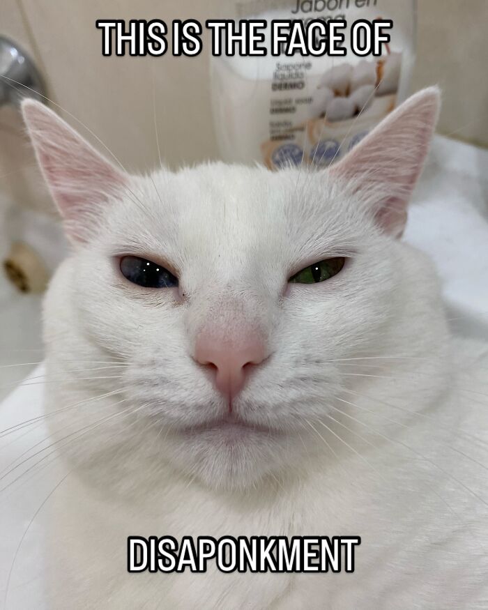 Get Ready to Smile: 45 Hilarious Memes From 'A Cat Named Snowflake'