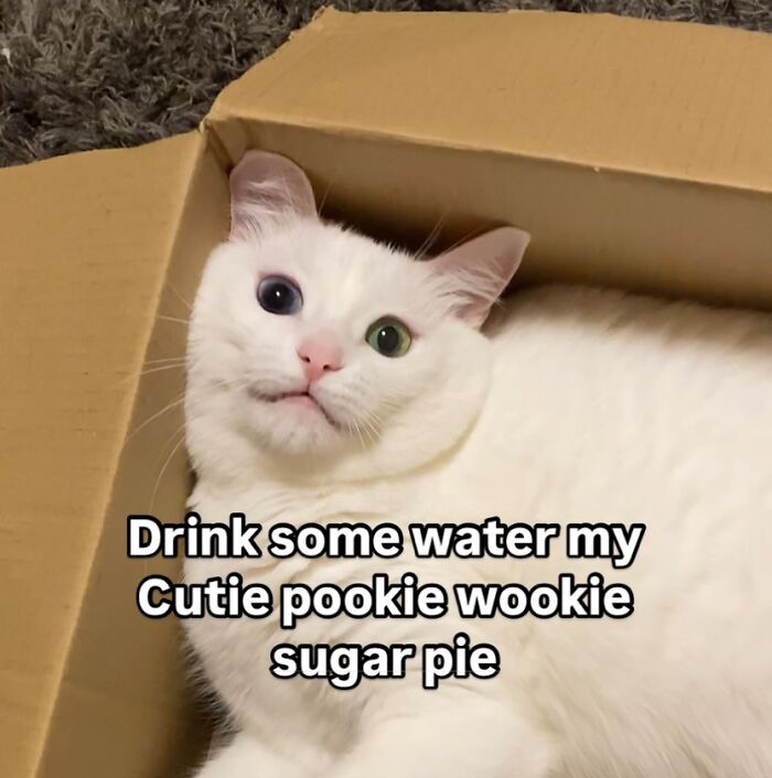 Get Ready to Smile: 45 Hilarious Memes From 'A Cat Named Snowflake'