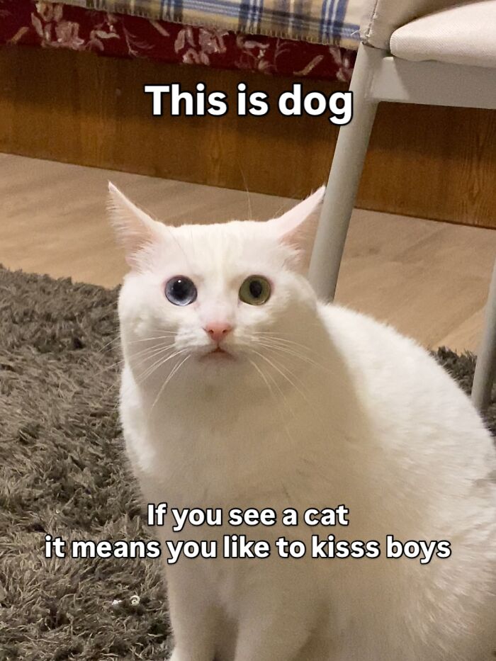 Get Ready to Smile: 45 Hilarious Memes From 'A Cat Named Snowflake'