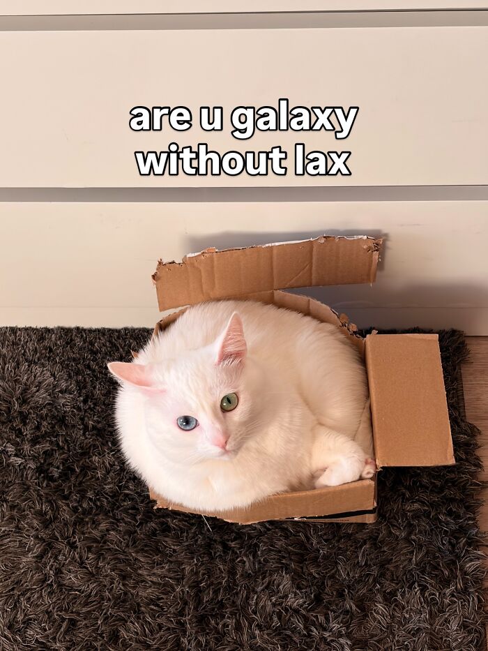 Get Ready to Smile: 45 Hilarious Memes From 'A Cat Named Snowflake'