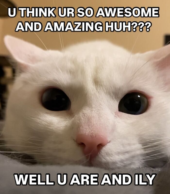 Get Ready to Smile: 45 Hilarious Memes From 'A Cat Named Snowflake'