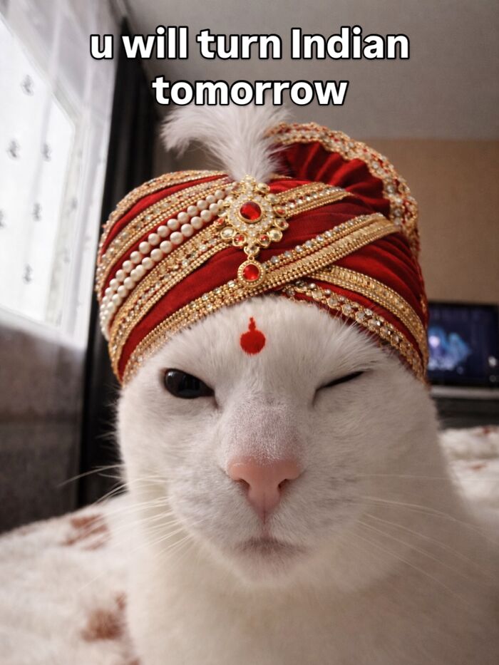 Get Ready to Smile: 45 Hilarious Memes From 'A Cat Named Snowflake'