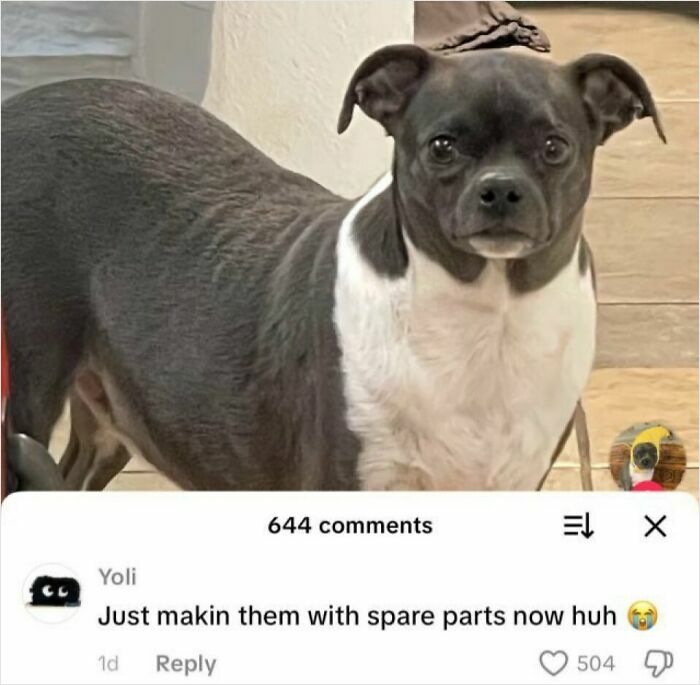 The Wildest, Weirdest Memes You Didn't Know You Needed Right Now