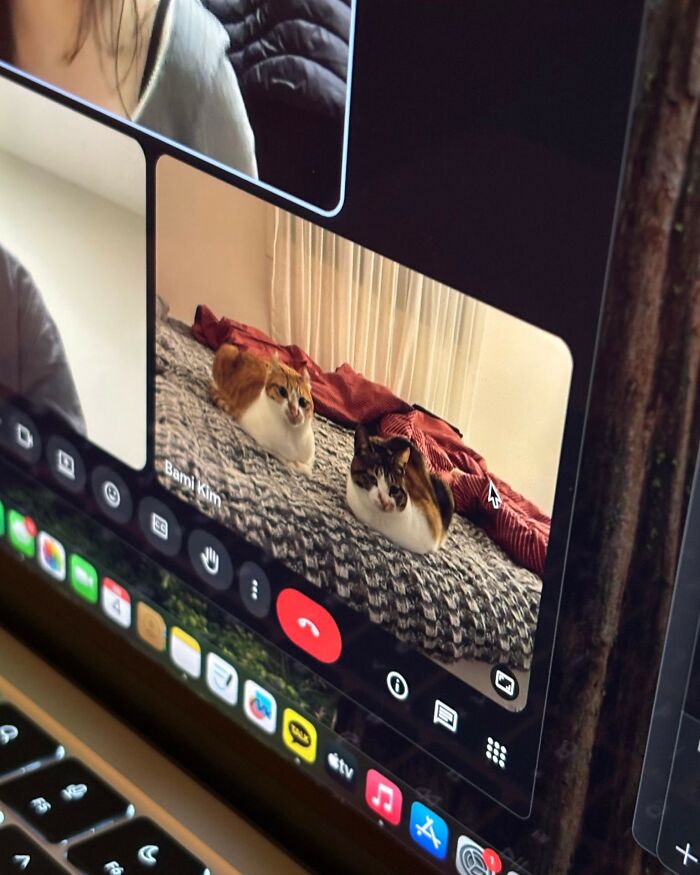 The Wildest, Weirdest Memes You Didn't Know You Needed Right Now