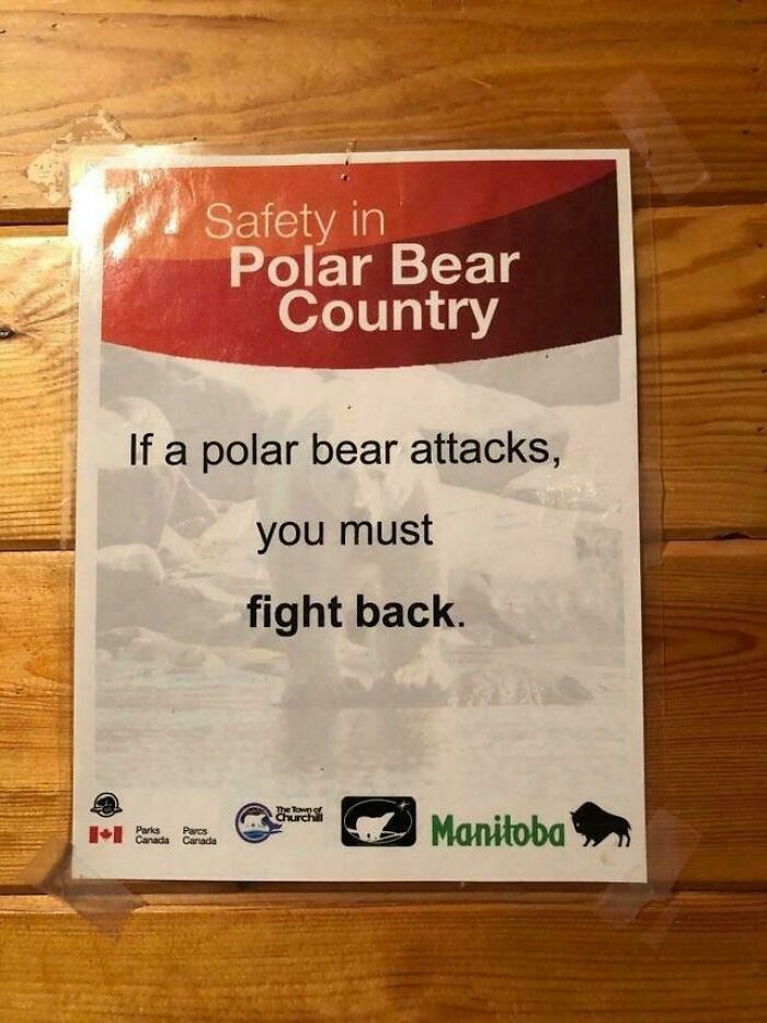 Polar Bear Attack? You’d Better Fight Back!