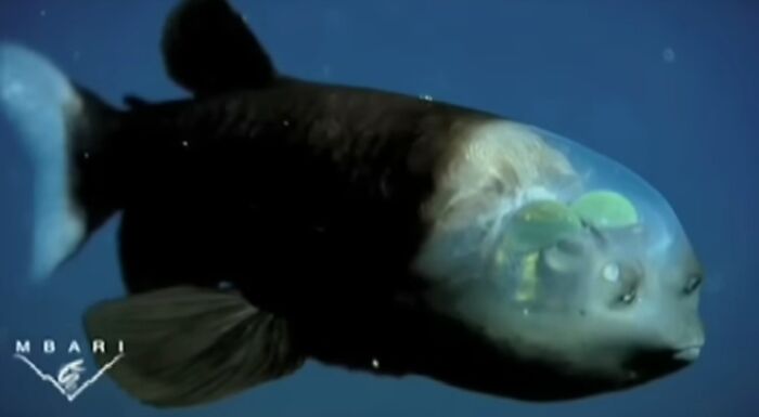 Fish With a See-Through Head: Nature’s Underwater Peep Show