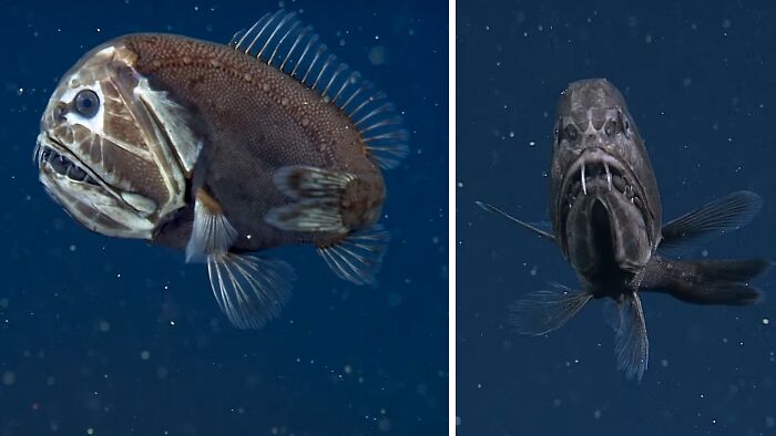 Fangtooth Fish: The Fish That’s Got a Face You’ll Never Forget