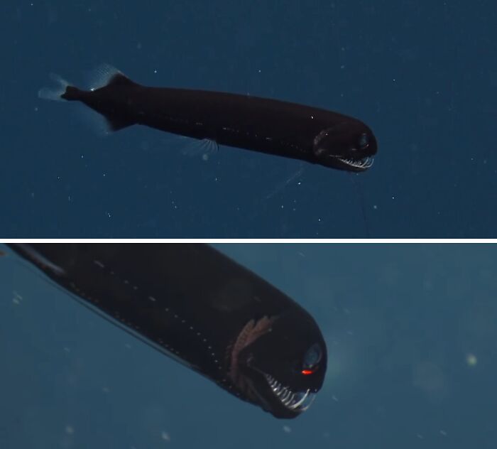 Aristostomias Scintillans: The Night-Vision Dragonfish