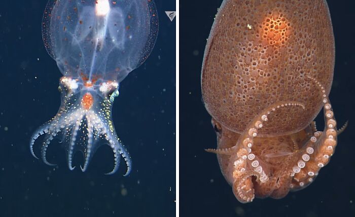 The Midwater Octopus: Master of Disappearing Acts
