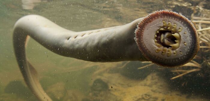 Meet The Lamprey Fish: The Ocean’s Creepy Eel Cousin