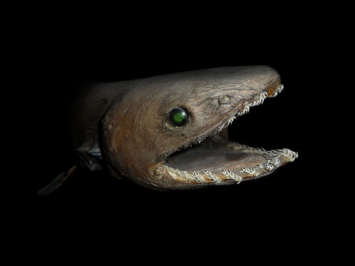 Frilled Sharks: The Jurassic Sharks That Still Swim Today