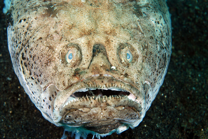 The Stargazer Fish: It’s Got Its Eyes on the Prize... Literally