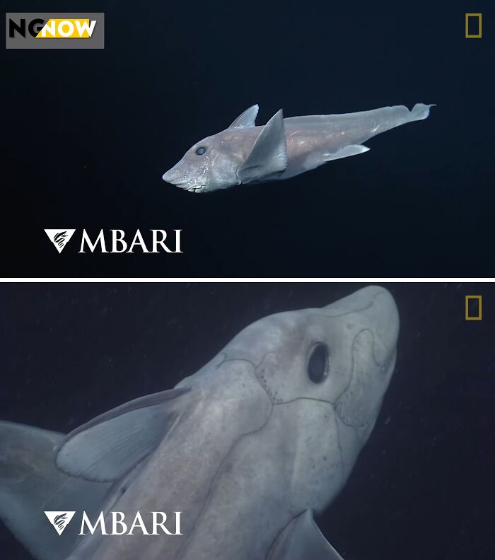 First-Ever Ghost Shark Sneak Peek