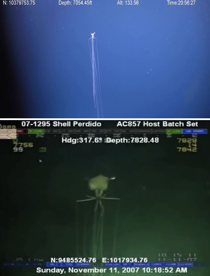Magnapinna Squid: The Squid With Long, Spooky Arms