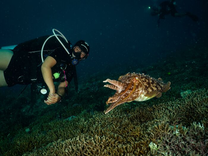 Giant Cuttlefish Show-Off on Mabul Island