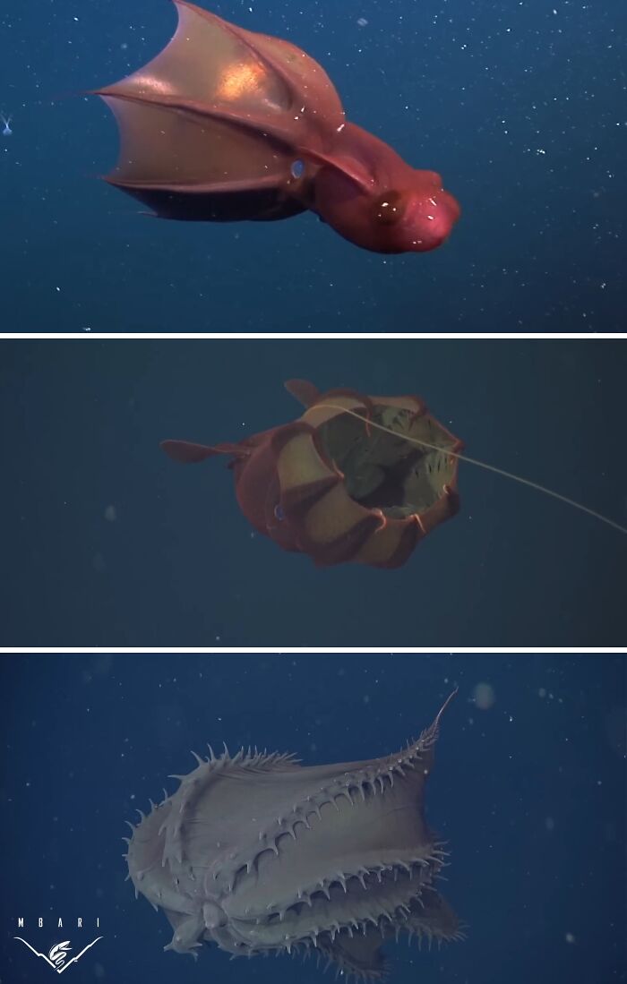 Vampire Squid: The Ocean’s Sneakiest Snack Collector