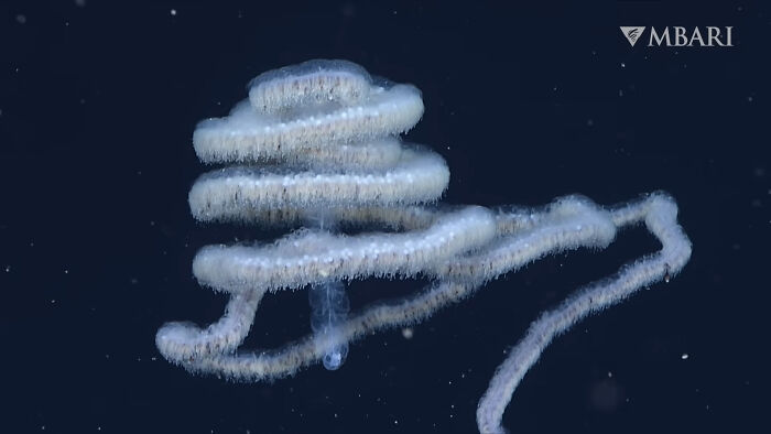 The Woolly Siphonophore: Deep-Sea Tentacle Party