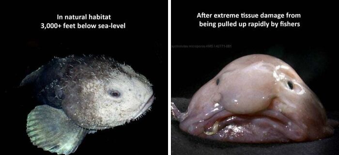 Blobfish: Cute (or Sad?) Without the Crushing Pressure