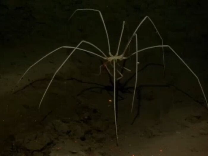 Sea Spider: The Ocean’s Eight-Legged Weirdo
