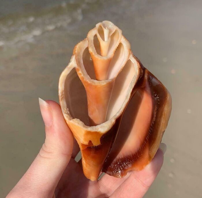 This Sea Shell Is Basically Ocean Art