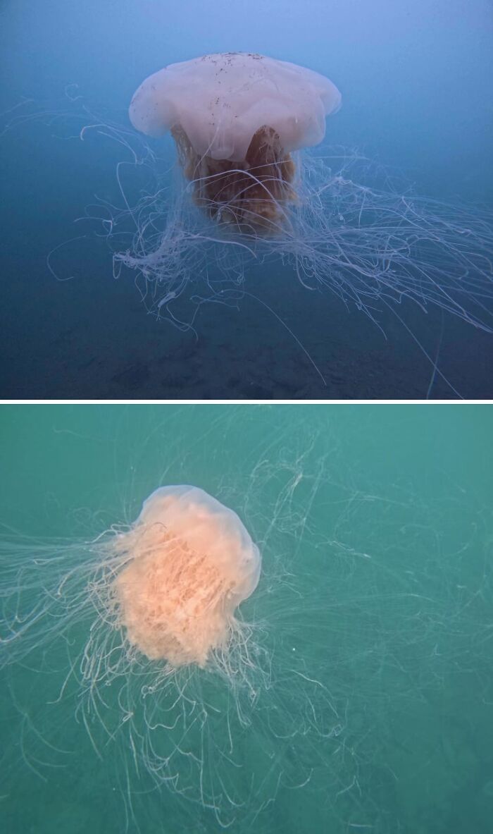 2025 Alaskan Jellies: Floating Jelly Freakshows