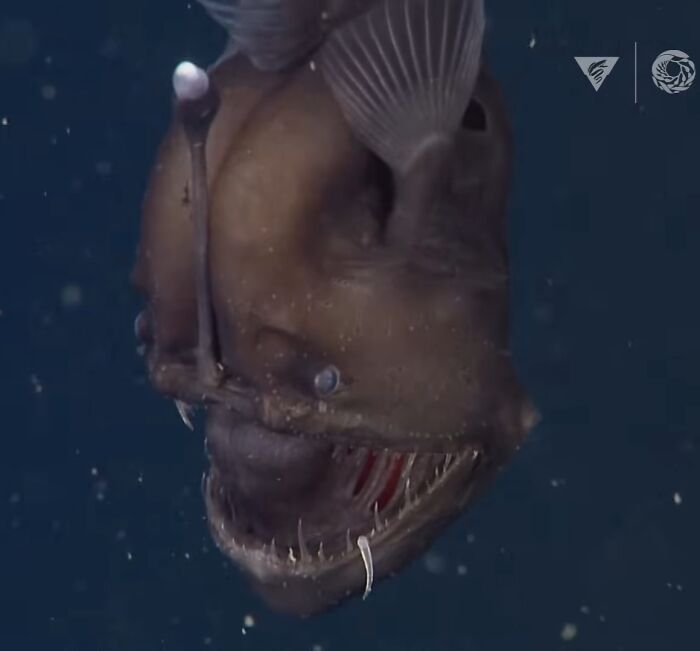 Angler Fish: The Deep Sea’s Own Little Lure Master