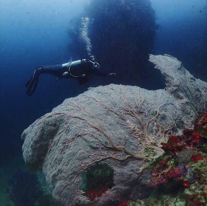Captain of Coral: Stunning Philippines Underwater Gardens