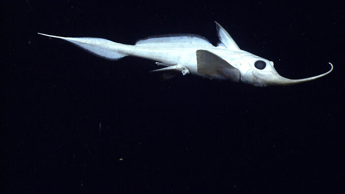 Sword-Nosed Fish Lighting Up the Deep - The Rhinochimaera