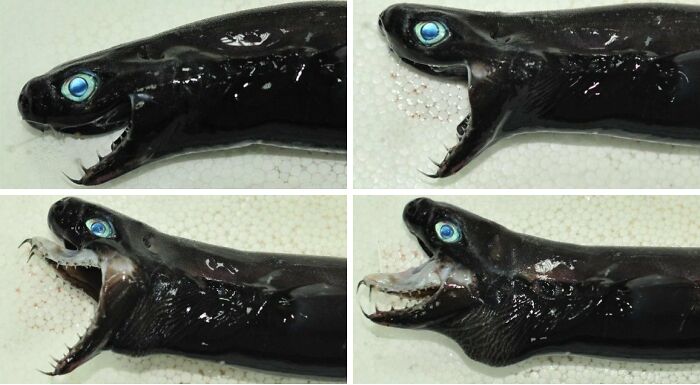 Warning: The Viper Dogfish Is Here to Bite