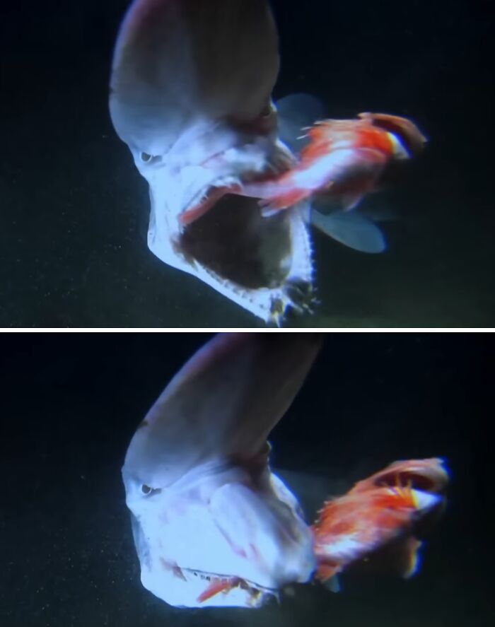 Goblin Shark: The Deep Sea’s Weird Jaw Master