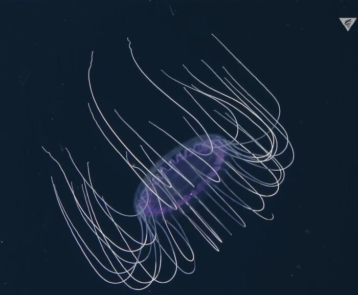 Dinner Plate Jellyfish: The Stealthy Tentacle Ninja