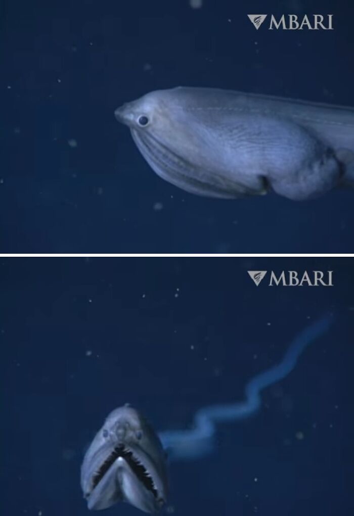 Deep-Sea Gulper Eel: The Big Mouth Surprise