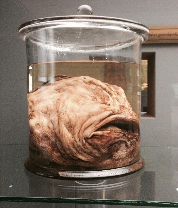 Arctic Football Fish: A Weird Find in Copenhagen’s Zoology Museum