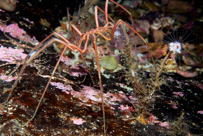 Sea Spider: The Real Sea Creep
