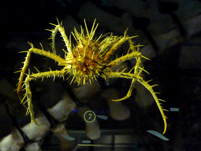 Spiny Crab: The Ocean’s Armor-clad Walker