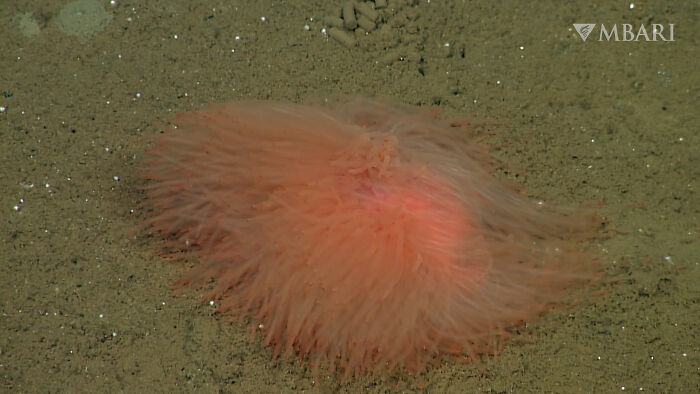Deep-Sea Spaghetti Worm With a Crazy Tentacle Hairdo