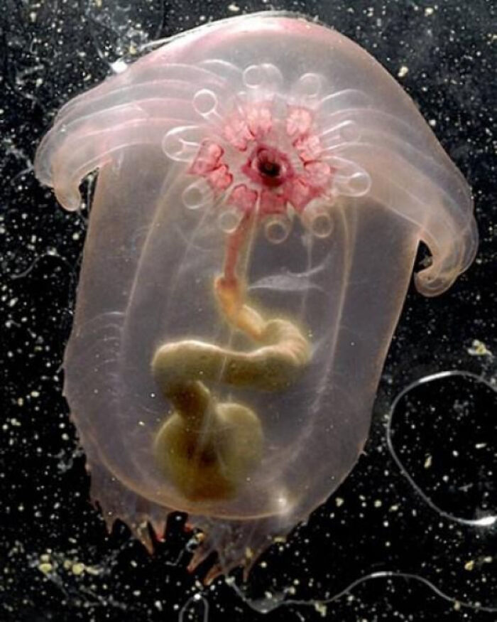 Pink-Tinted Sea Cucumbers Living It Up in the Dark