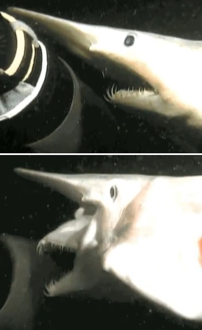 Goblin Shark Caught Mid-Chomp—Yikes!