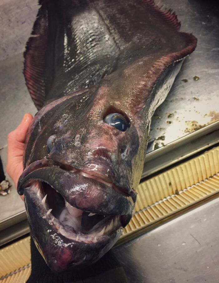 It’s Not a Cyclops, It’s a Halibut Wearing Its Cute Eye Patch