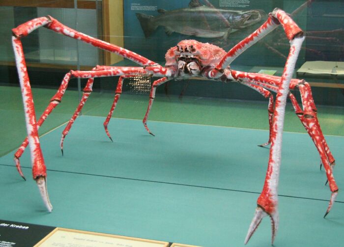 Japanese Spider Crab: The Ocean’s Giant Leggy Pal