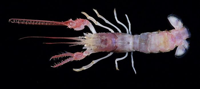 Terrible Claw Lobster: Why So Angry?