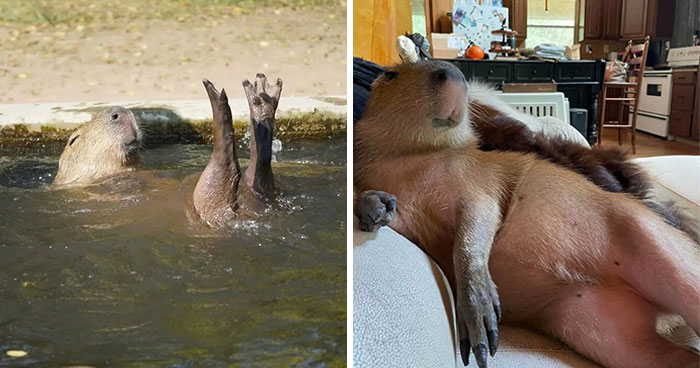Why Everyone’s Obsessed With These Chill Capybaras (Seriously, Look at These Pics!)