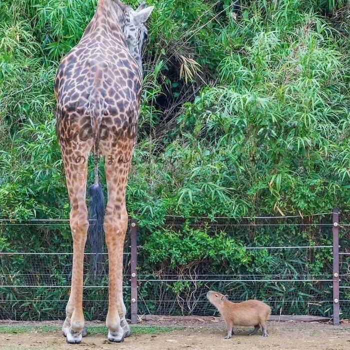 Why Everyone's Obsessed With These Chill Capybaras (Seriously, Look at These Pics!)
