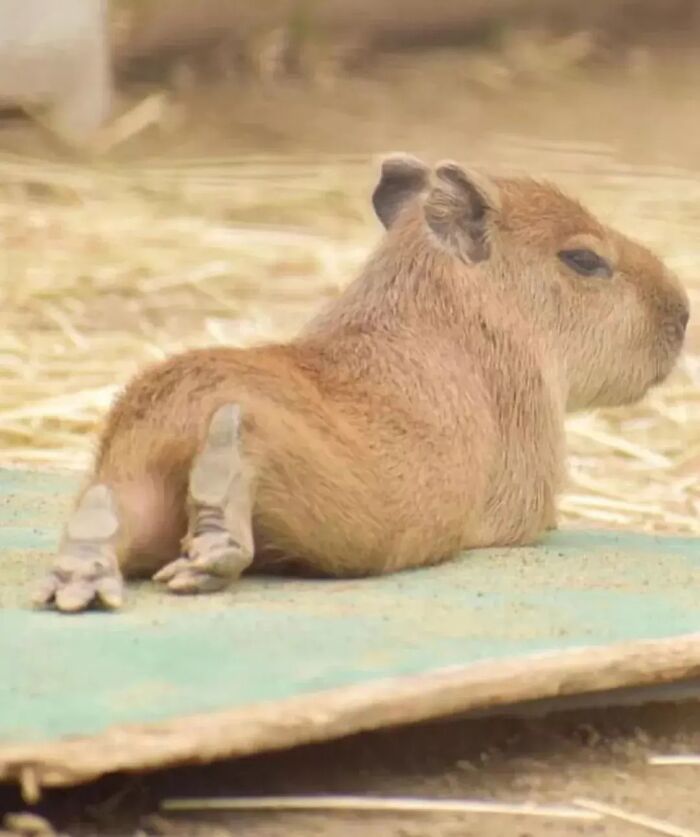Why Everyone's Obsessed With These Chill Capybaras (Seriously, Look at These Pics!)