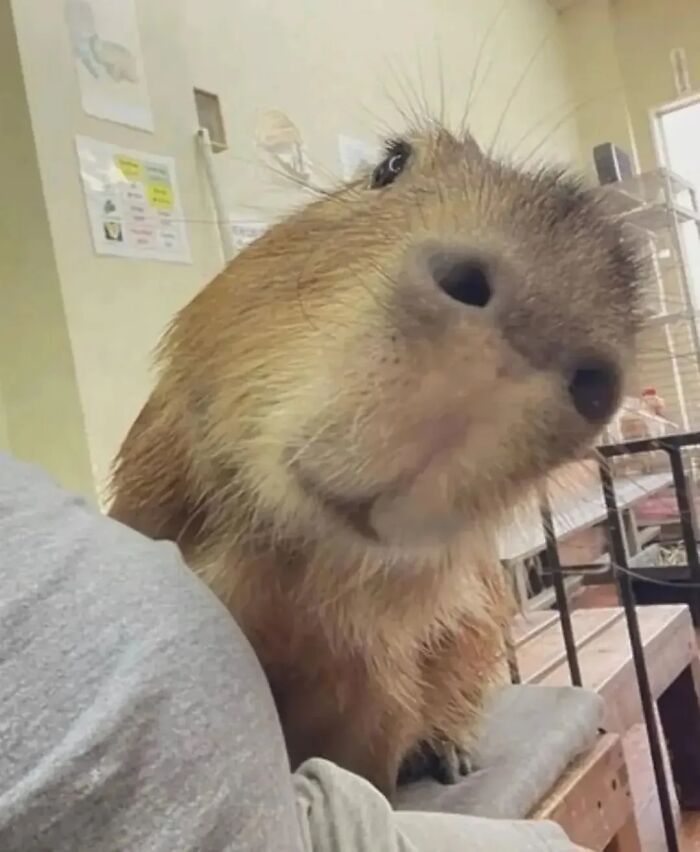 Why Everyone's Obsessed With These Chill Capybaras (Seriously, Look at These Pics!)