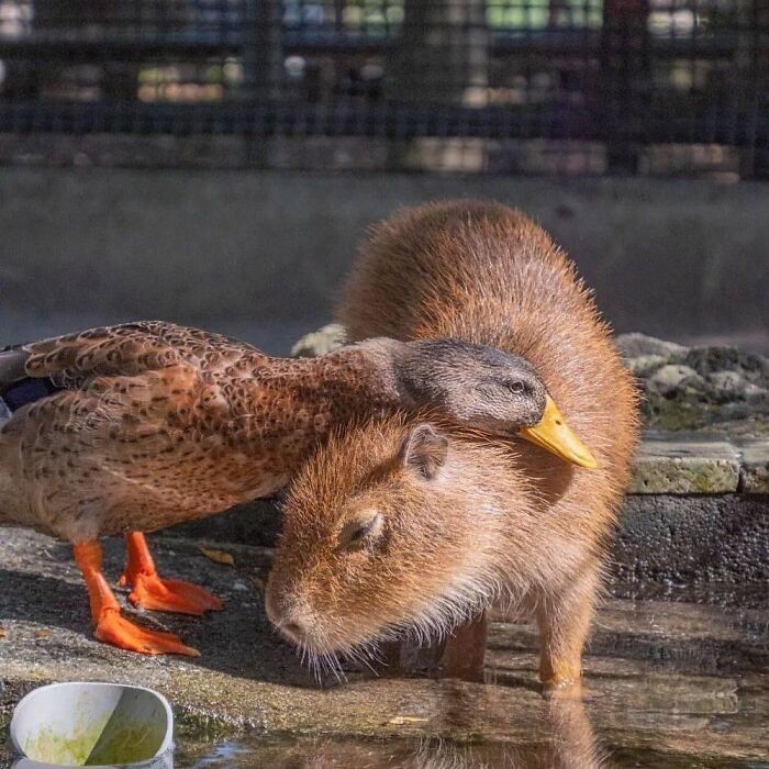 Why Everyone's Obsessed With These Chill Capybaras (Seriously, Look at These Pics!)