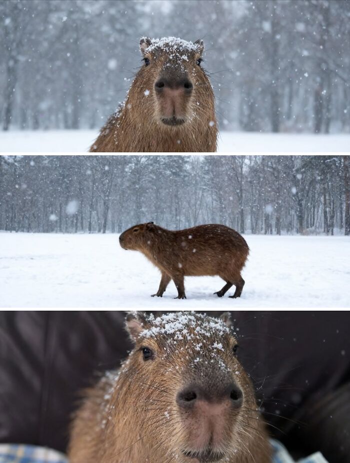 Why Everyone's Obsessed With These Chill Capybaras (Seriously, Look at These Pics!)