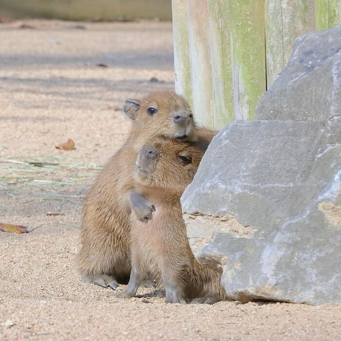 Why Everyone's Obsessed With These Chill Capybaras (Seriously, Look at These Pics!)