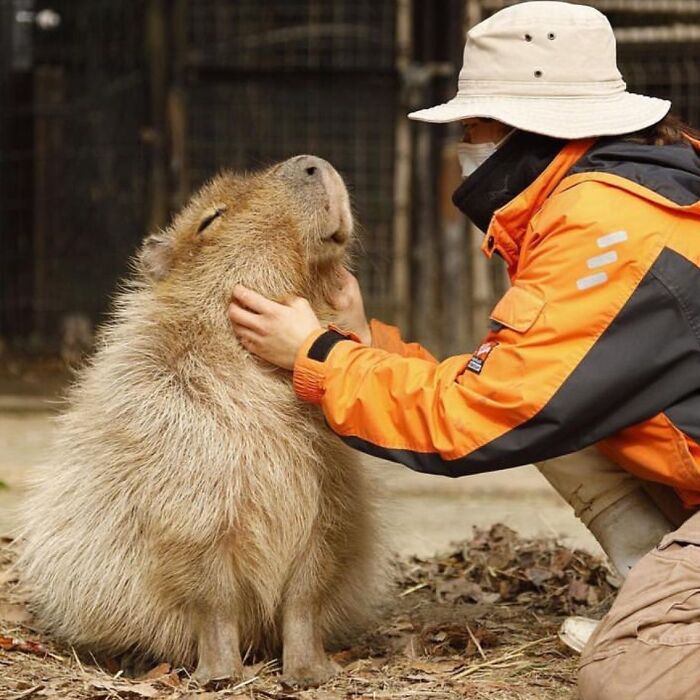 Why Everyone's Obsessed With These Chill Capybaras (Seriously, Look at These Pics!)