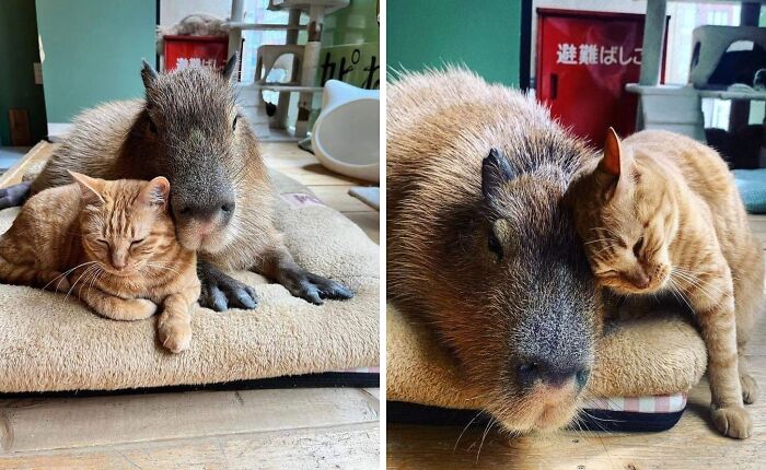 Why Everyone's Obsessed With These Chill Capybaras (Seriously, Look at These Pics!)